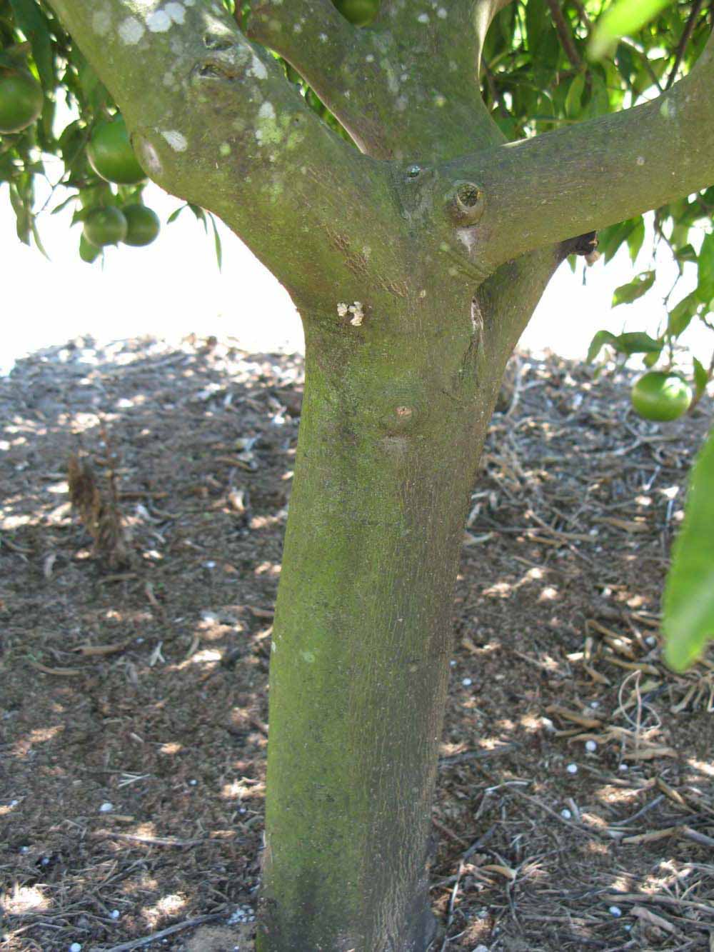            Bark (Winter Haven, FL)   